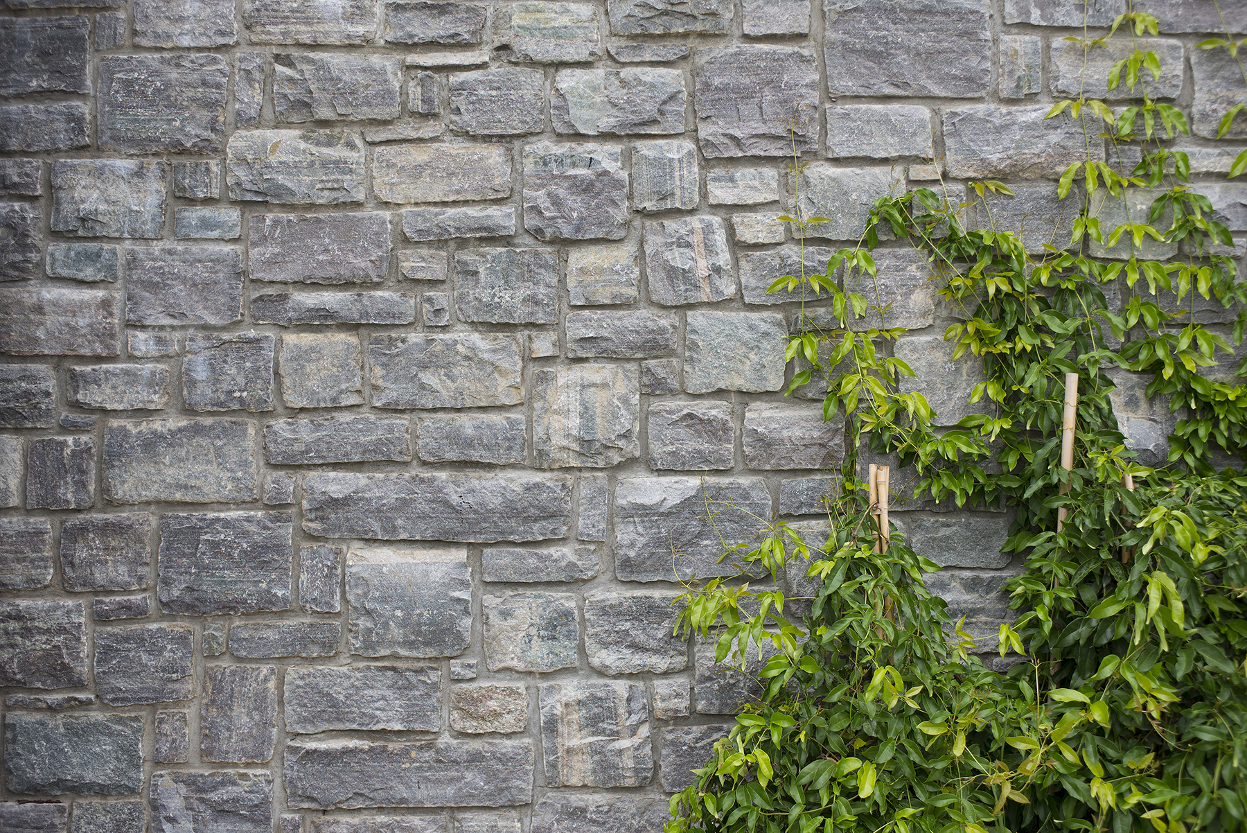 stone wall with ivy
